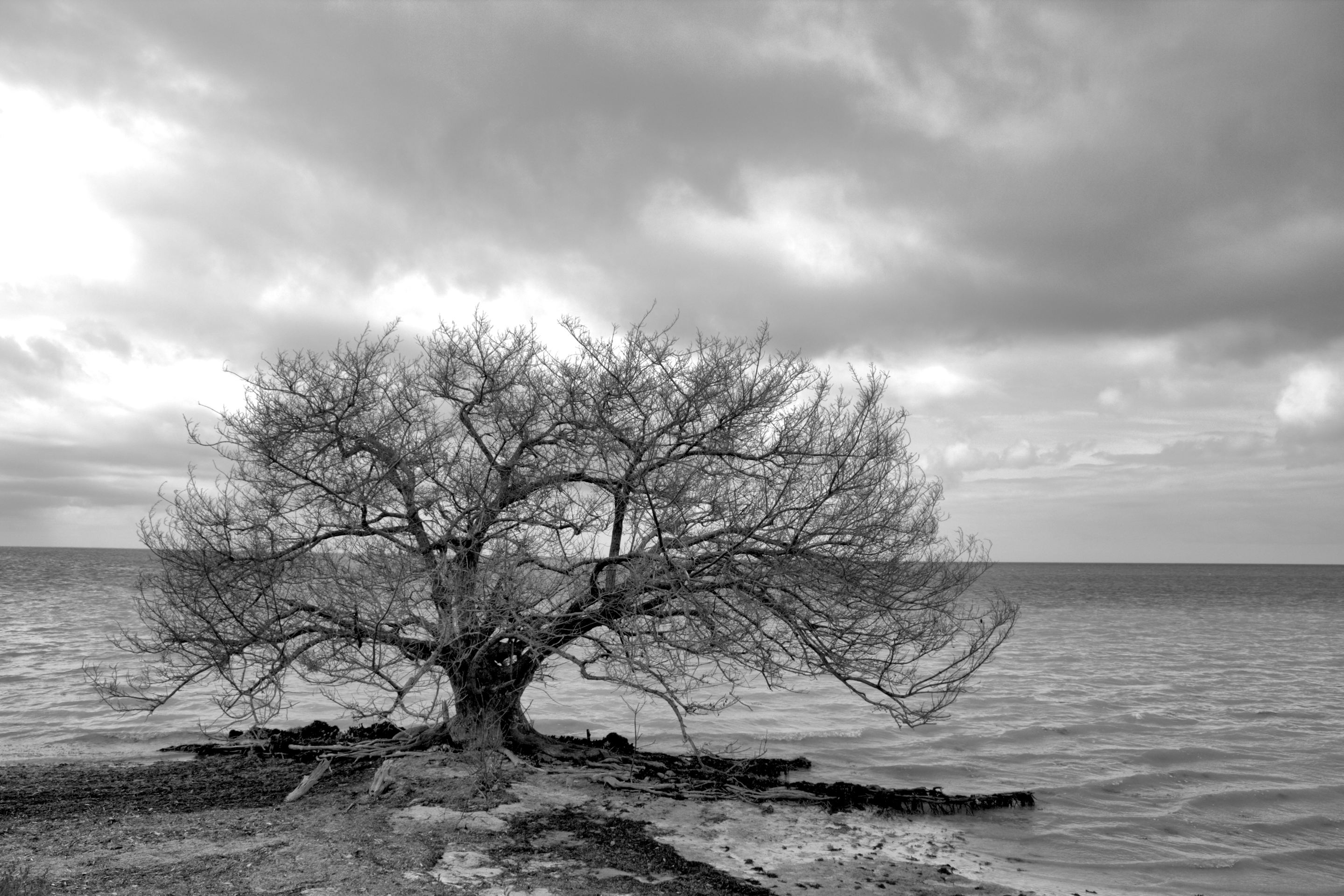 2nd PrizeOpen Mono In Class 1 By Brendan Noonan For Keys Tree SEP-2025.jpg